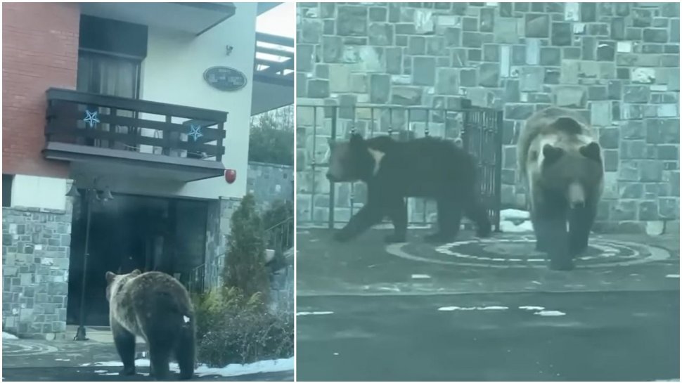Pericol de moarte la un hotel din Sinaia! Intrarea, blocată de doi urşi: "Nu sunteţi în siguranţă nici voi şi nici copiii voştri!”