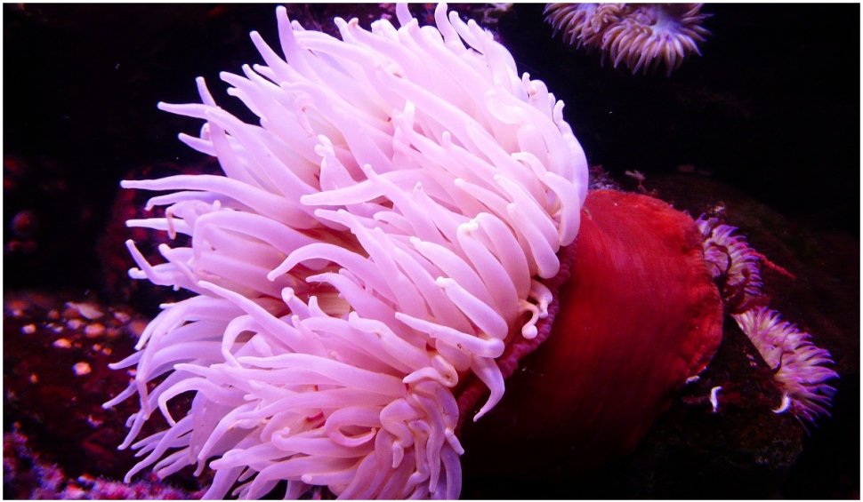 Veninul anemonei de mare ar putea ajuta la dezvoltarea de tratamente salvatoare