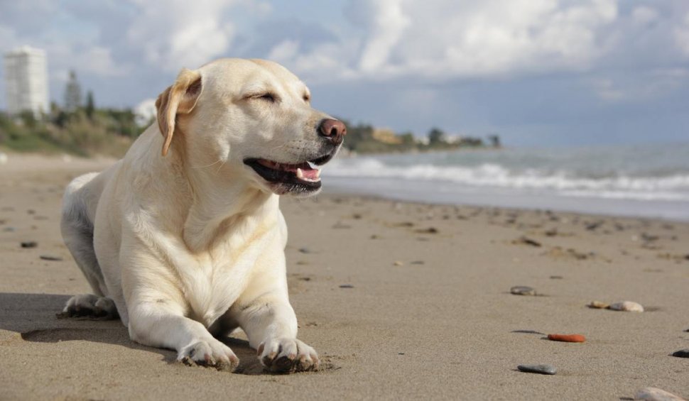 Accesul cu animale de companie pe plajă, permis. Ce condiții trebuie să respecte stăpânii pentru a nu fi amendați