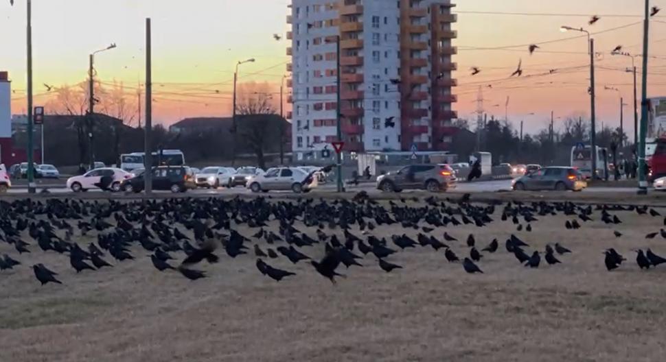 Invazie de ciori în Timișoara. Străzile sunt pline de mizeria lasată de păsări 751095