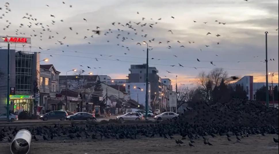 Invazie de ciori în Timișoara. Străzile sunt pline de mizeria lasată de păsări
