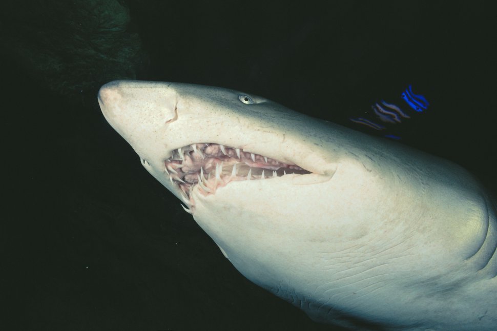 Un bărbat a fost mâncat de un rechin, în apropierea unei plaje aglomerate din Australia