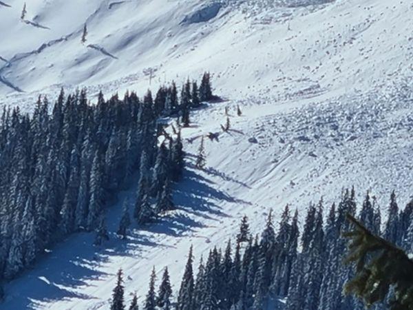 O avalanşă de mari dimensiuni a "măturat" cabana Puzdrele din munţii Rodnei  751257