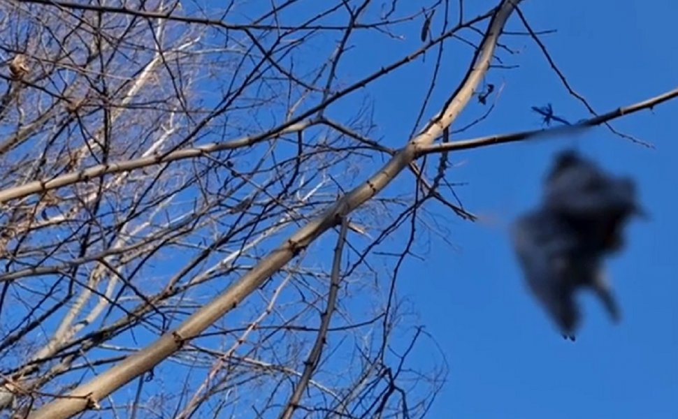 Descoperire sinistră într-o comună din Botoşani. Zeci de păsări moarte atârnate în copaci 