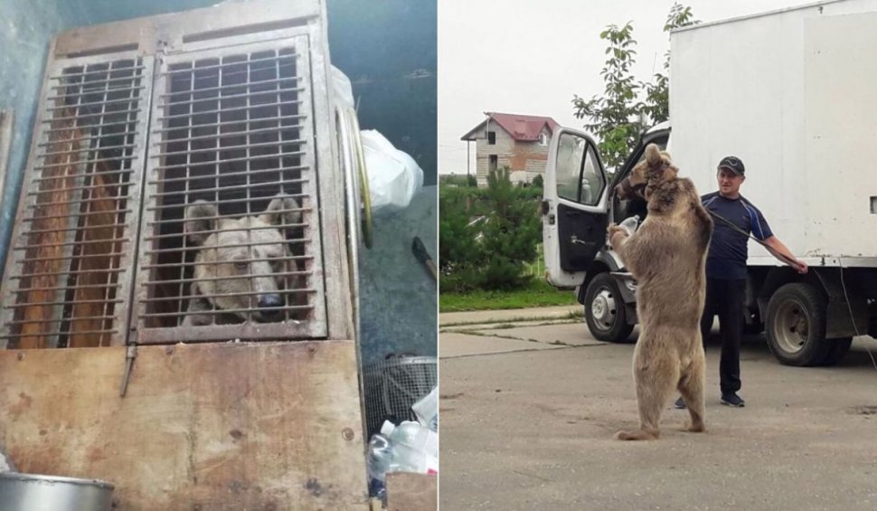Masha, o ursoaică chinuită 19 ani la un circ ambulant din Ucraina, a fost salvată şi adusă în România 