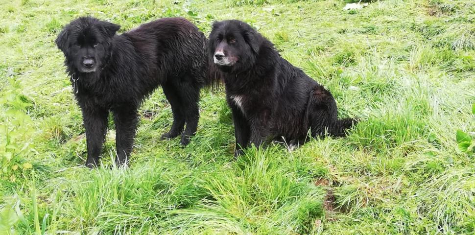 Viața unui fermier din Rucăr, la intersecția cu pădurile populate de urși. Toni Avram: "Și ursul încearcă disperat să se retragă din calea omului" 751669