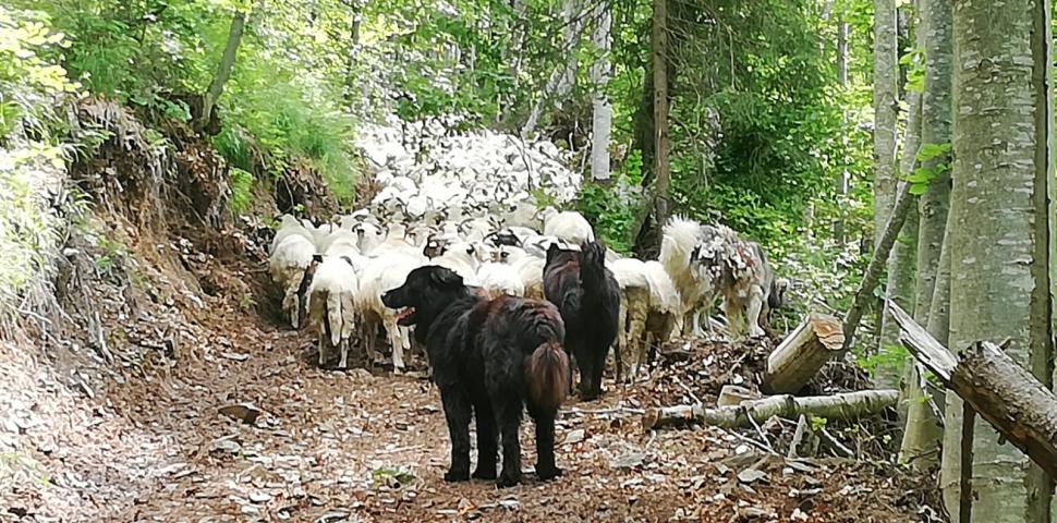 Viața unui fermier din Rucăr, la intersecția cu pădurile populate de urși. Toni Avram: "Și ursul încearcă disperat să se retragă din calea omului" 751670