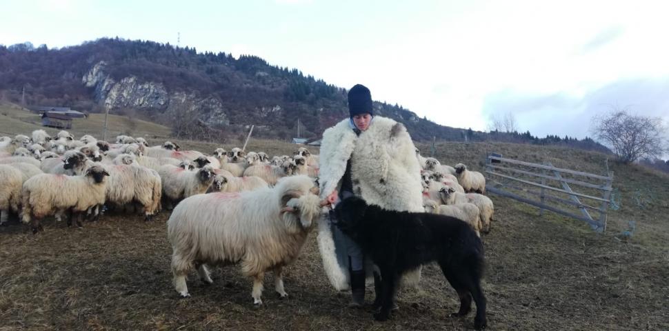 Viața unui fermier din Rucăr, la intersecția cu pădurile populate de urși. Toni Avram: "Și ursul încearcă disperat să se retragă din calea omului" 751671