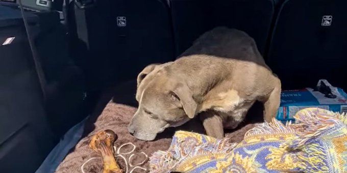 Un câine s-a reunit cu stăpânii săi, după ce a fost dat dispărut timp de 12 ani, în SUA