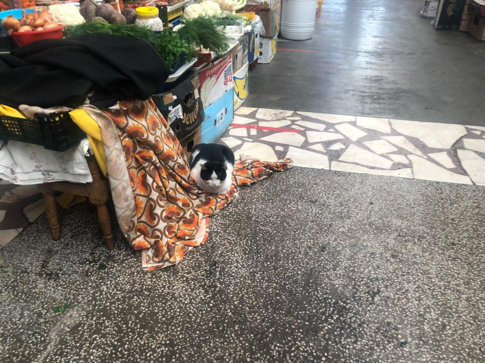 Încă o piață din Capitală, închisă pentru nereguli majore. ANPC: "O nouă dezamăgire" 752059