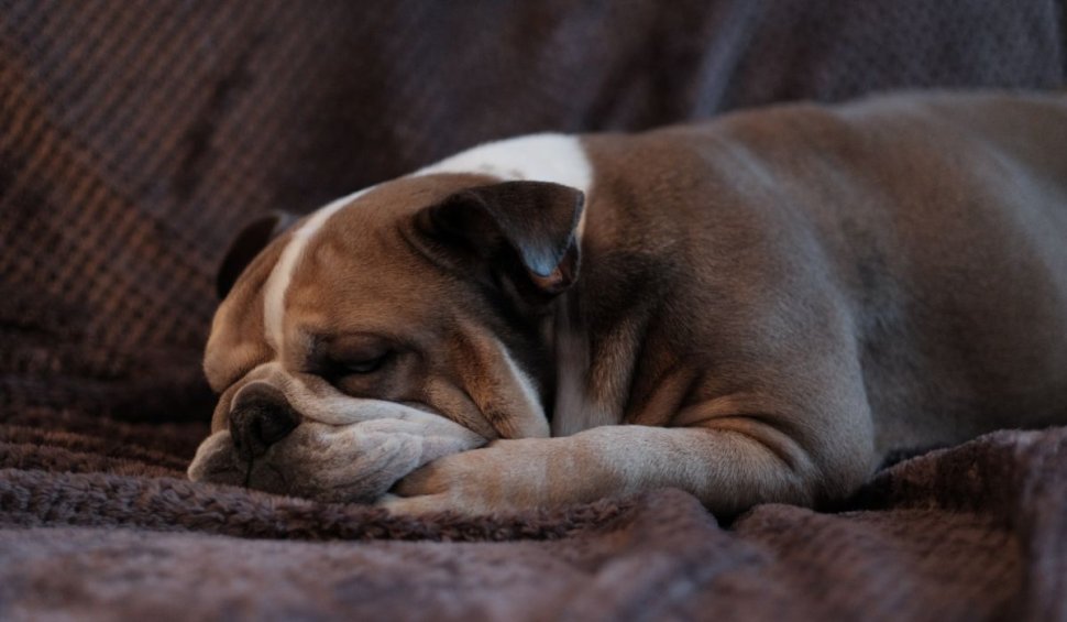 O ţară din Europa a interzis creşterea câinilor din rasele Bulldog englez şi Cavalier King Charles Spaniel