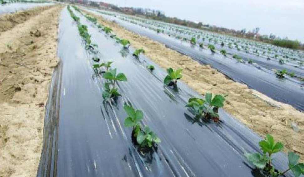 Folia de mulcire a reușit să capete popularitate printre fermierii cultivatori de legume