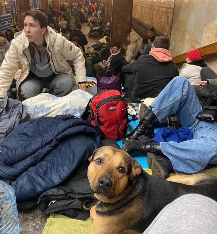 Imaginile durerii din Ucraina. Animalele de companie, lipite de stăpânii lor, la adăpost de bombe în stațiile de metrou 752857