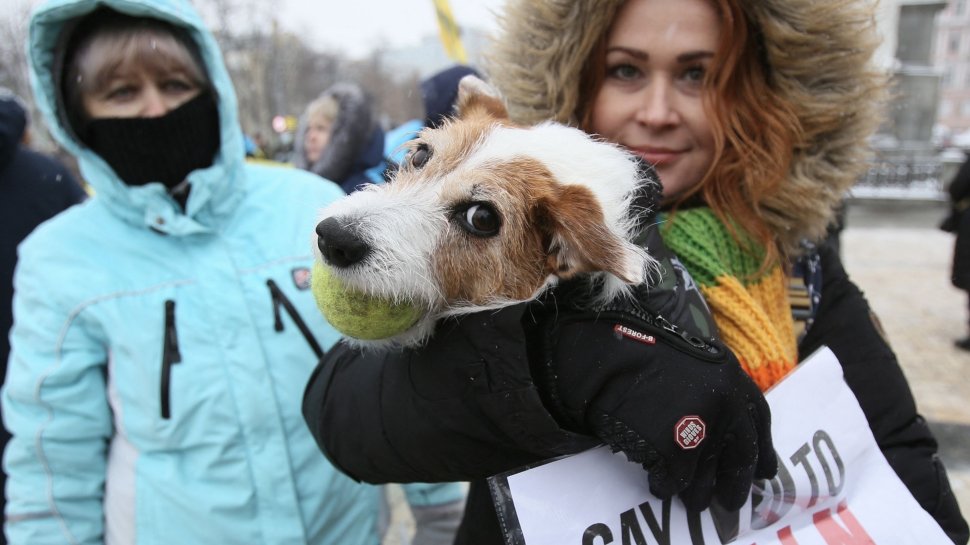 România permite derogări temporare pentru intrarea animalelor de companie din Ucraina