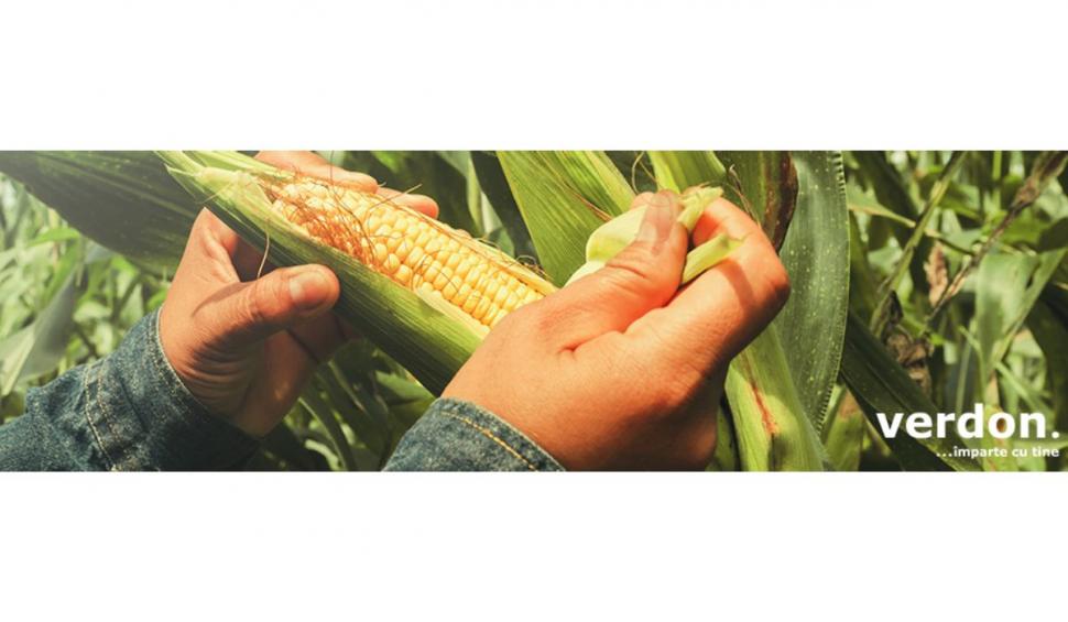 Cum alegi tipul de sămânță de porumb? Află cele mai importante detalii 753425