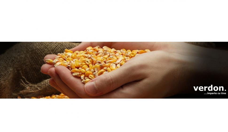 Cum alegi tipul de sămânță de porumb? Află cele mai importante detalii 753426