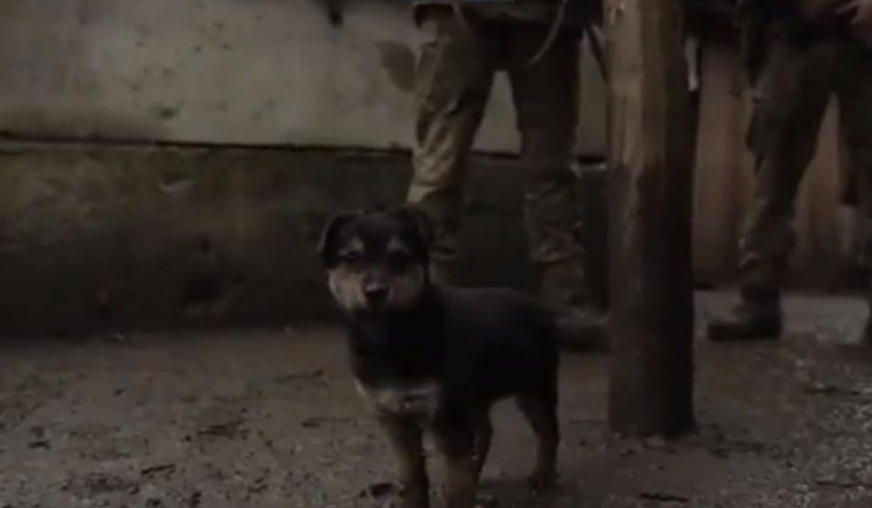 El este Rambo, căţeluşul care le ridică moralul militarilor ucraineni pe frontul de luptă: "Este protectorul nostru" 753405