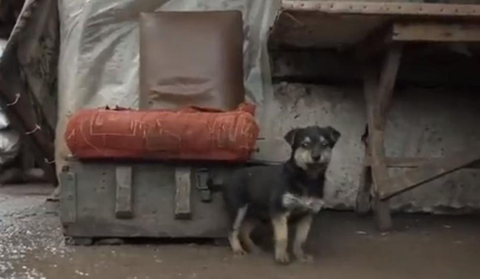 El este Rambo, căţeluşul care le ridică moralul militarilor ucraineni pe frontul de luptă: "Este protectorul nostru" 753407