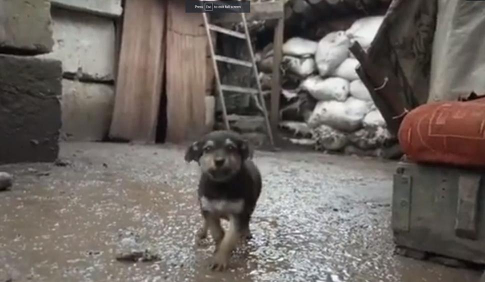 El este Rambo, căţeluşul care le ridică moralul militarilor ucraineni pe frontul de luptă: "Este protectorul nostru" 753408