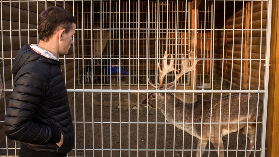 Animalele de la Zoo mor de foame în Kiev. De ce nu pot fi mutate