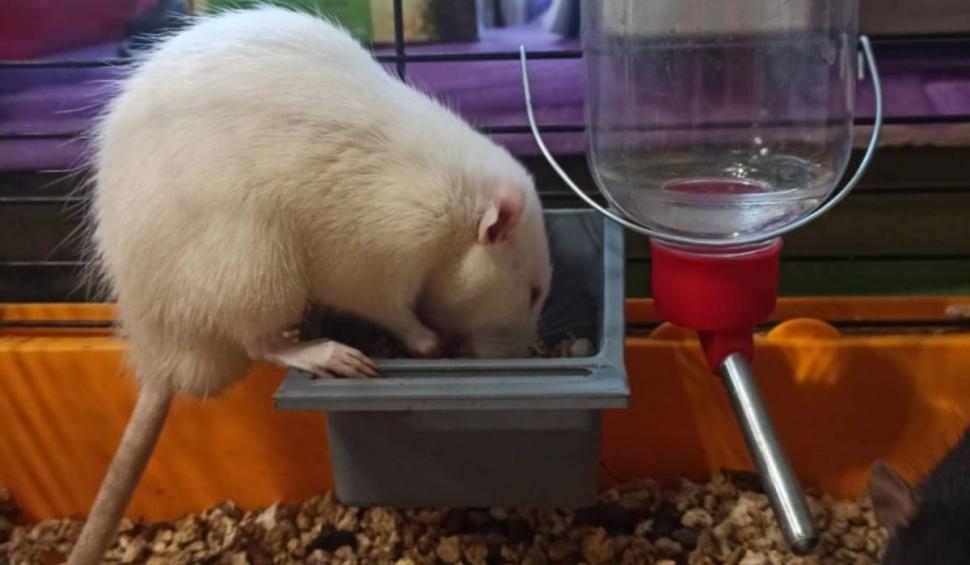 Grădina zoologică din Odesa adăposteşte animalele de companie ale ucrainenilor pe toată durata răboiului 754422