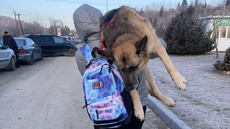 O femeie a călătorit 17 kilometri cu câinele său bătrân pe umăr: ”Nu l-am putut abandona”