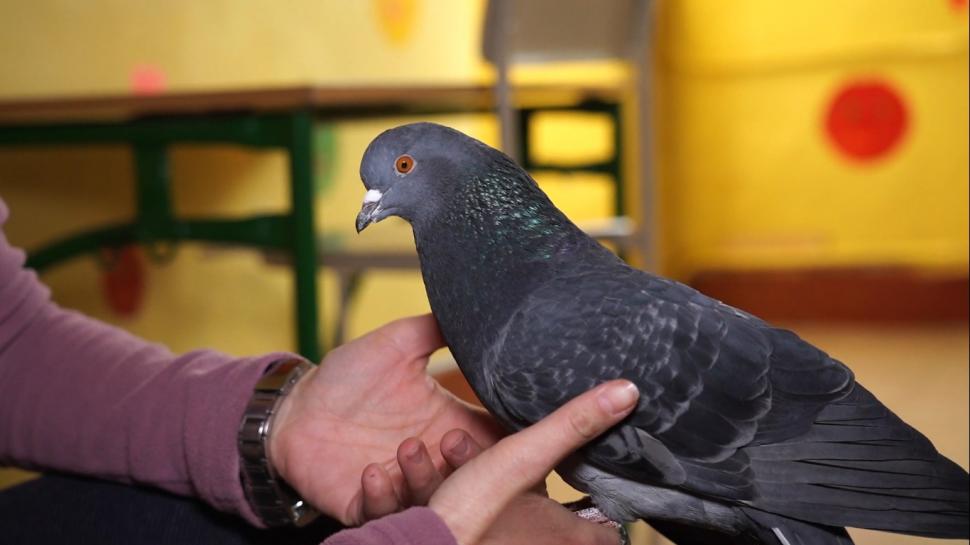 O femeie din Irpin a fugit din calea bombardamentelor cu 5 pisici, un corb şi un porumbel: "Nu puteam să le las să moară" 755799