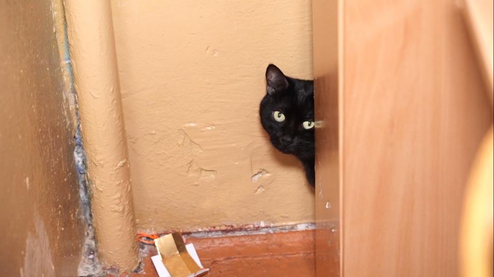 O femeie din Irpin a fugit din calea bombardamentelor cu 5 pisici, un corb şi un porumbel: "Nu puteam să le las să moară" 755800