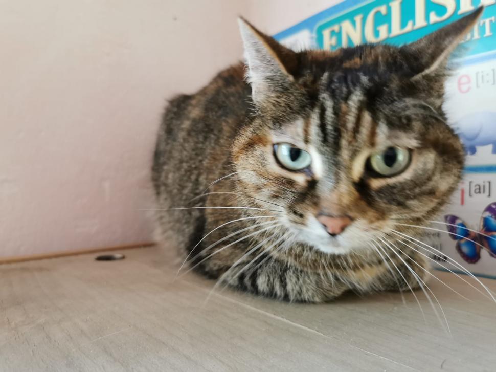 O femeie din Irpin a fugit din calea bombardamentelor cu 5 pisici, un corb şi un porumbel: "Nu puteam să le las să moară" 755802