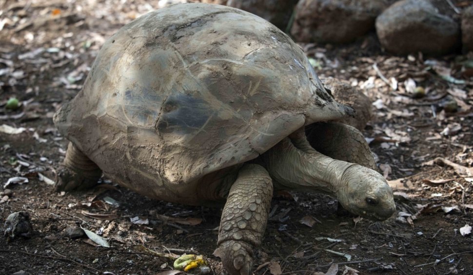 O nouă specie de broască ţestoasă gigant, descoperită printr-o analiză ADN, în Galapagos
