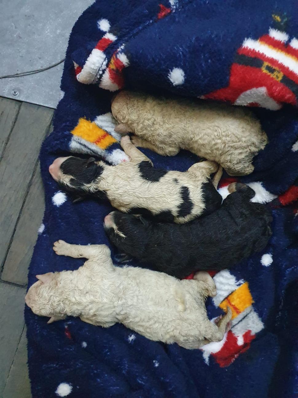 Un bărbat din Sibiu a aruncat 4 căței la tomberon, iar pe mama lor, la adăpost și s-a ales cu dosar penal 756278