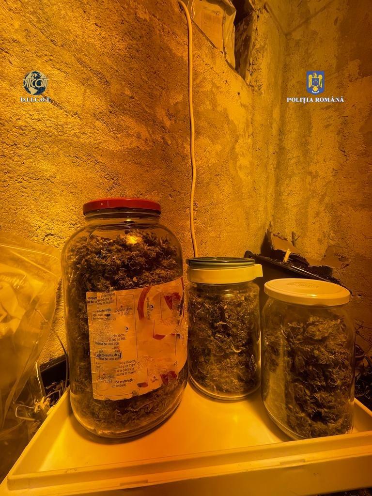 Un bucureștean și-a creat propria cultură de canabis, acasă. Avea toate facilitățile 756987