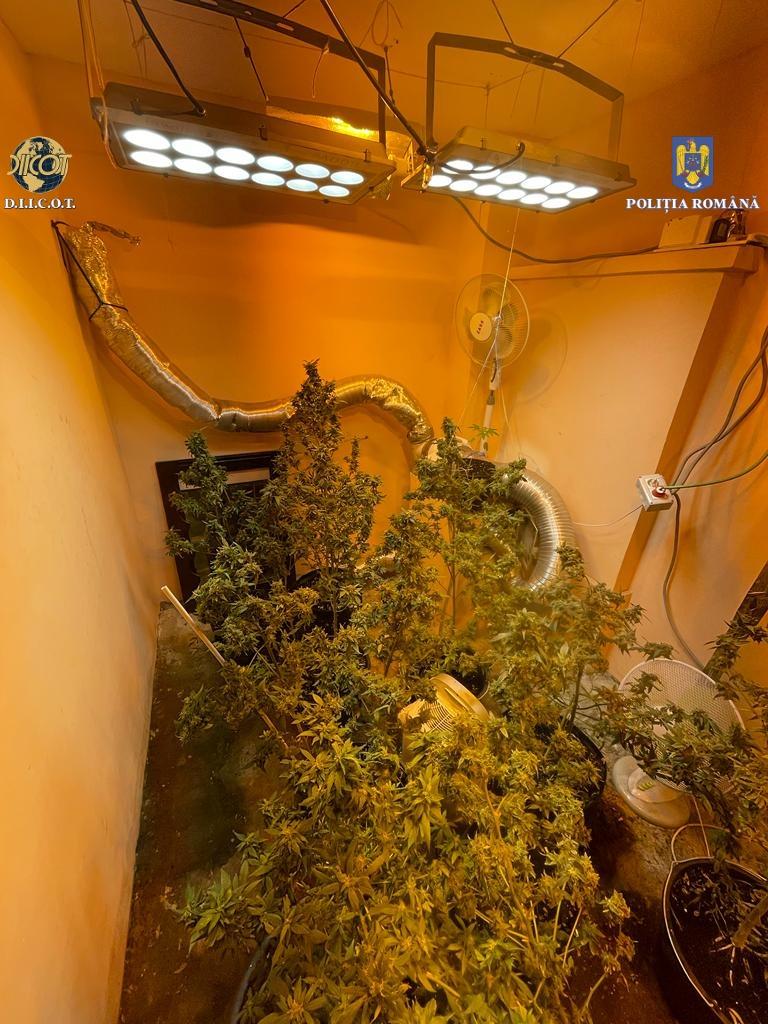 Un bucureștean și-a creat propria cultură de canabis, acasă. Avea toate facilitățile 756989