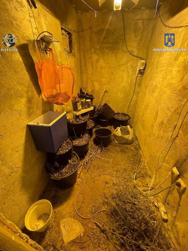 Un bucureștean și-a creat propria cultură de canabis, acasă. Avea toate facilitățile 756991