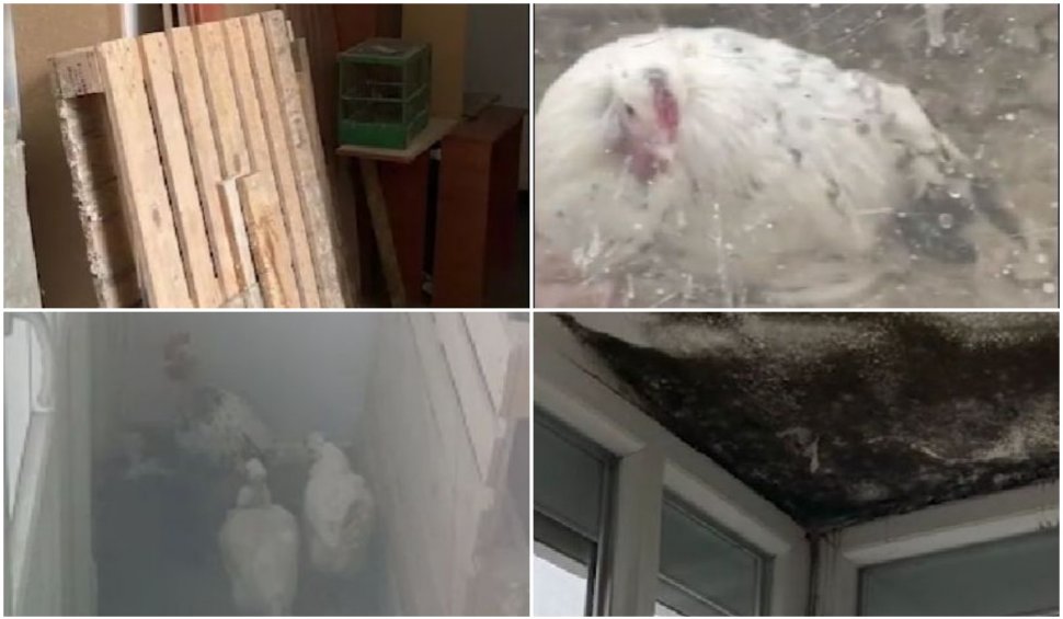 Găini crescute pe balcon în Bucureşti, pe Șoseaua Giurgiului. În apartamentele vecine nu se mai putea trăi din cauza mirosului insuportabil 