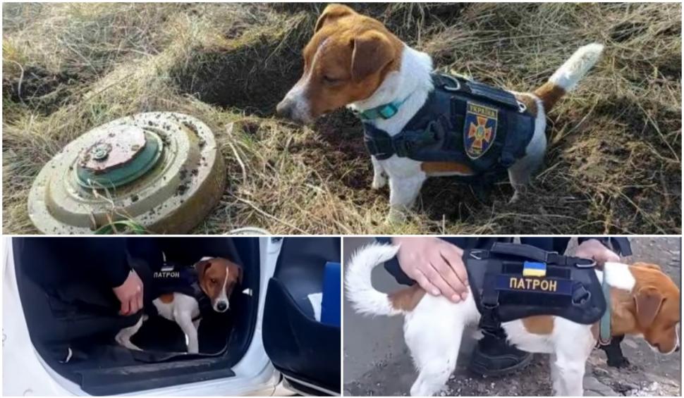 El este Patron, câinele erou care a îndepărtat aproape 90 de bombe în Ucraina, în timpul atacului rusesc