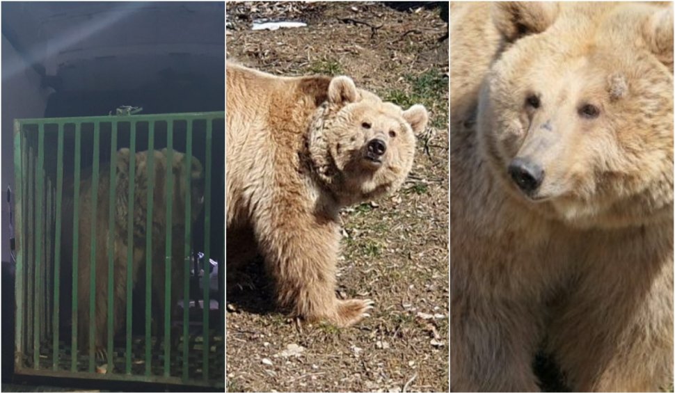 Ursoaica Masha a primit o nouă şansă la viaţă. S-a „refugiat” din Ucraina la Zărnești, unde a pășit pentru prima dată în iarbă 