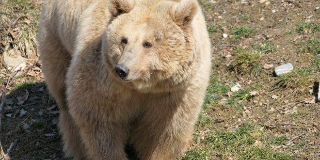 Ursoaica Masha a primit o nouă şansă la viaţă. S-a „refugiat” din Ucraina la Zărnești, unde a pășit pentru prima dată în iarbă  757713