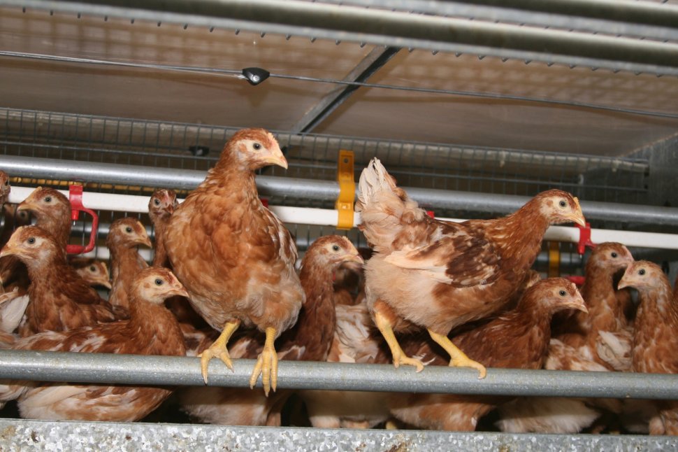 Focar de gripă aviară într-o fermă de găini din Giurgiu. 33 de mii de păsări au fost eutanasiate 