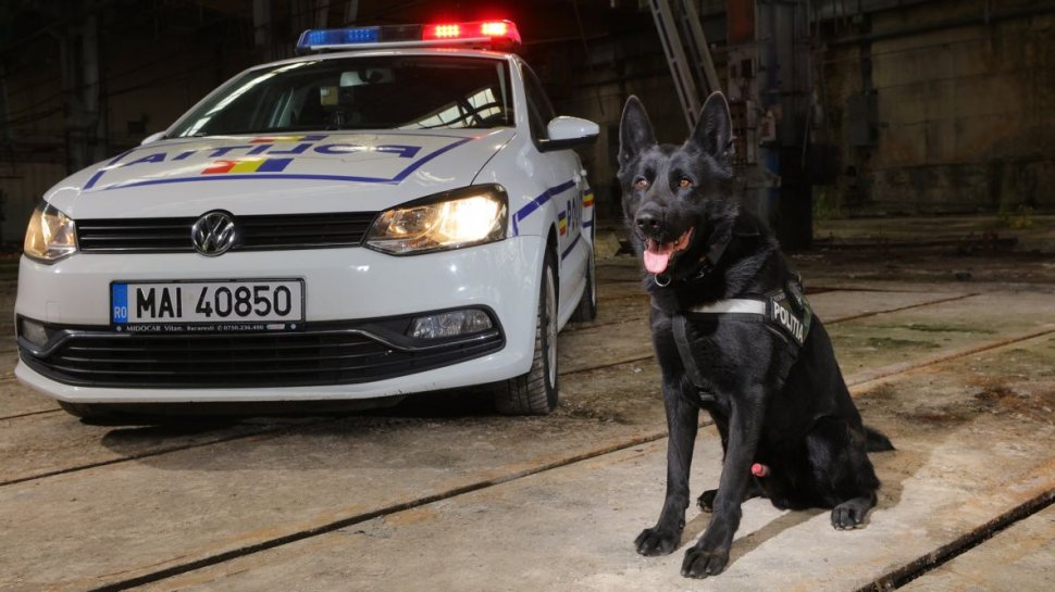 Bond, câinele poliţist din Sibiu de care se tem toţi infractorii