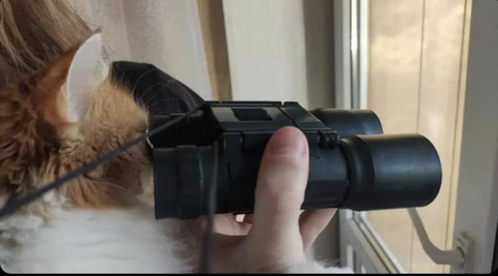 Pisicile, aliați de nădejde pentru soldații ucraineni în vreme de război. Cum își arată felinele susținerea 759581