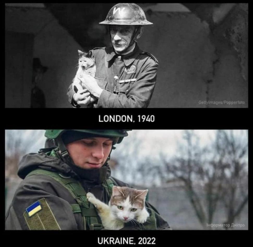 Pisicile, aliați de nădejde pentru soldații ucraineni în vreme de război. Cum își arată felinele susținerea 759582