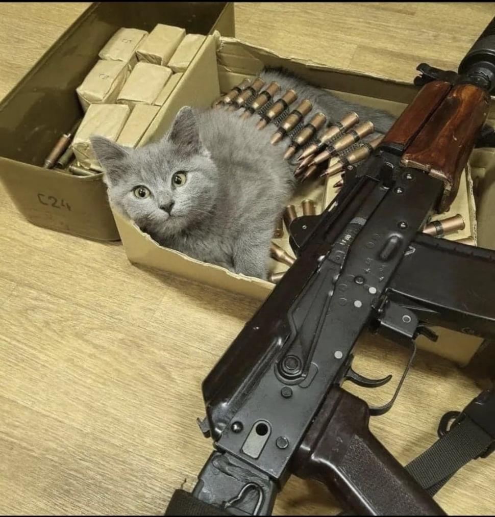 Pisicile, aliați de nădejde pentru soldații ucraineni în vreme de război. Cum își arată felinele susținerea 759583