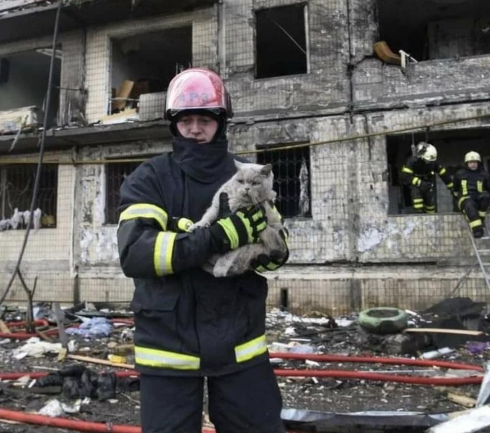 Pisicile, aliați de nădejde pentru soldații ucraineni în vreme de război. Cum își arată felinele susținerea 759586