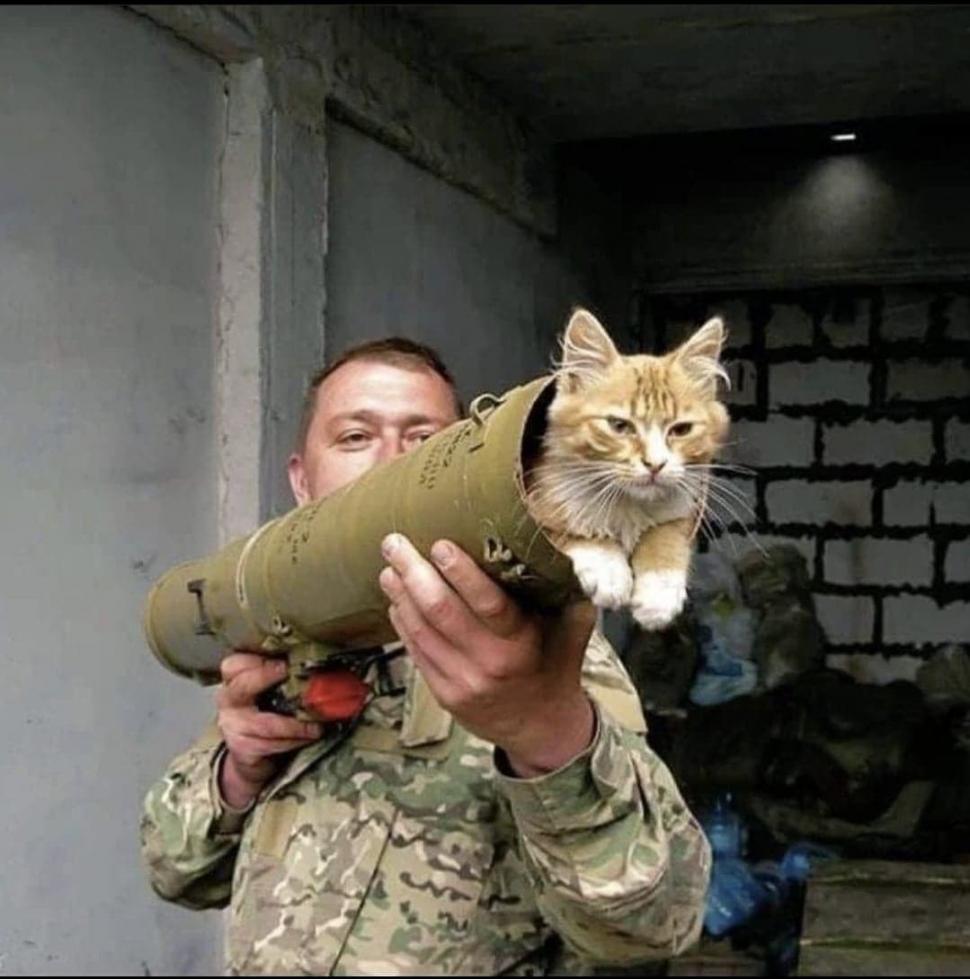 Pisicile, aliați de nădejde pentru soldații ucraineni în vreme de război. Cum își arată felinele susținerea 759590