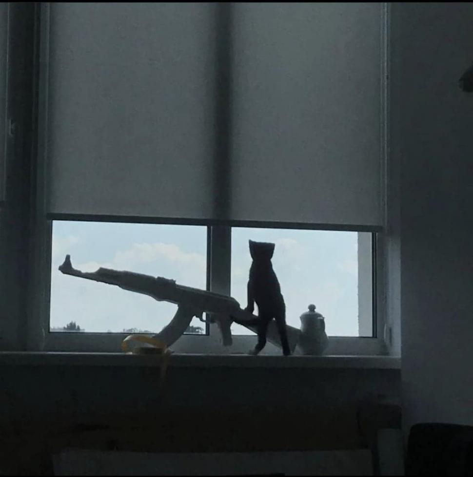 Pisicile, aliați de nădejde pentru soldații ucraineni în vreme de război. Cum își arată felinele susținerea 759591