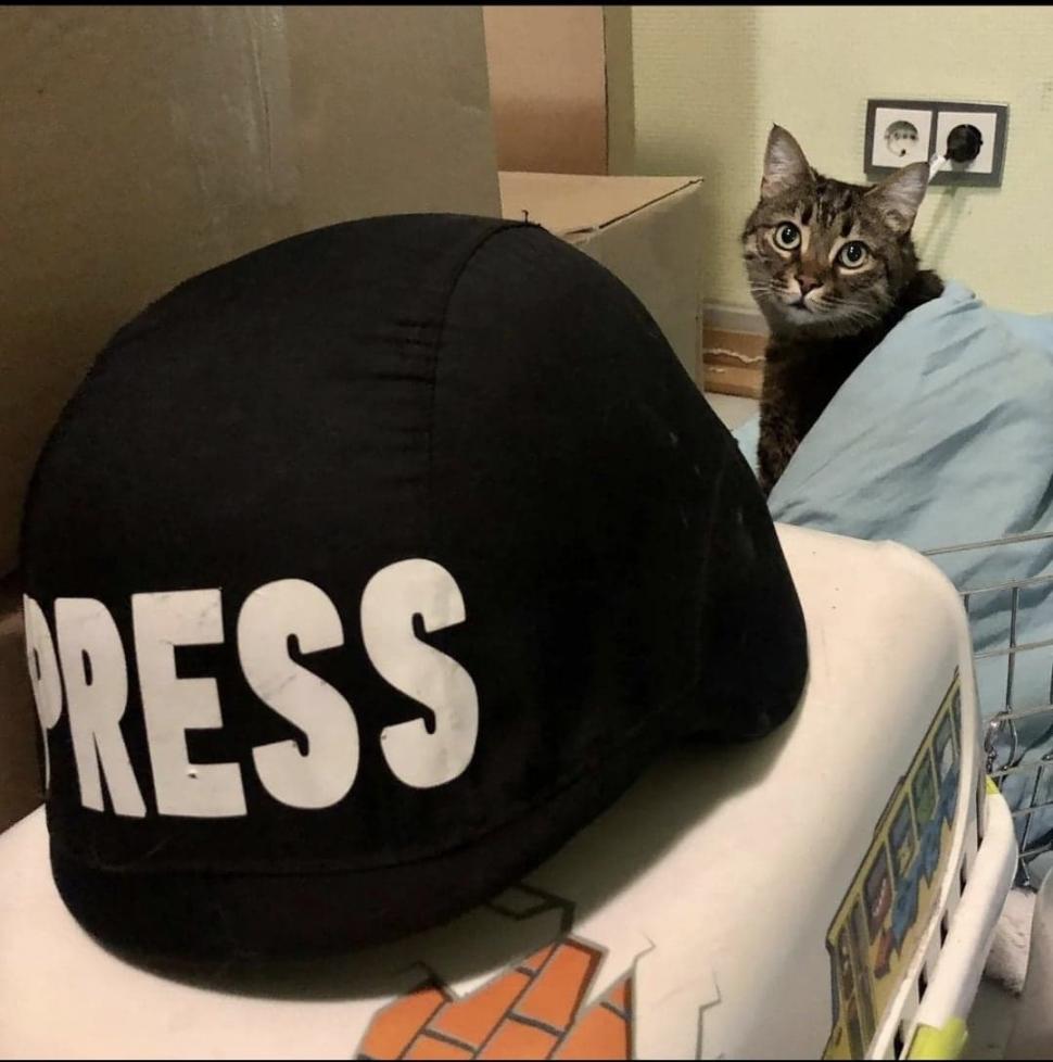 Pisicile, aliați de nădejde pentru soldații ucraineni în vreme de război. Cum își arată felinele susținerea 759592