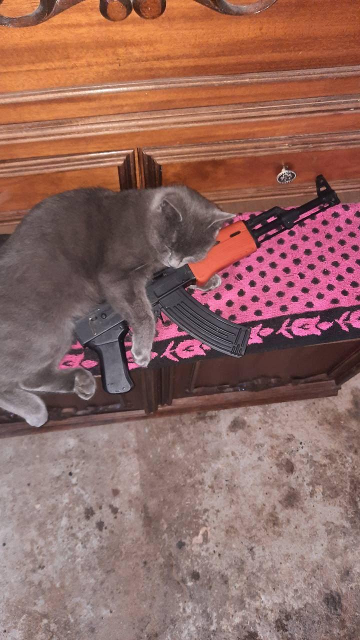 Pisicile, aliați de nădejde pentru soldații ucraineni în vreme de război. Cum își arată felinele susținerea 759596