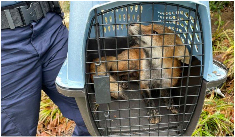 O vulpe a mușcat 6 persoane, inclusiv un politician, și s-a plimbat mai multe zile prin preajma Capitoliului din SUA înainte de a fi capturată