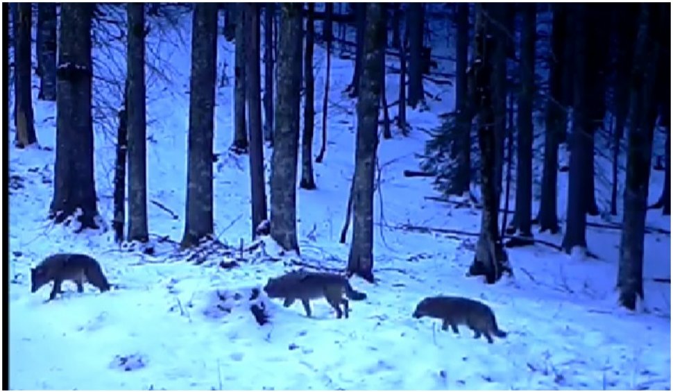 Imagini spectaculoase cu o haită de lupi în şir indian, surprinse într-o pădure din România  